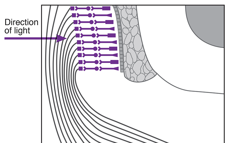 The Retina at Its Junction with the Optic Disc